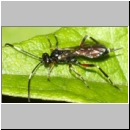 Cryptinae spp - Schlupfwespe 83b 8mm Hasbergen-Lehmwiese fdet02.jpg